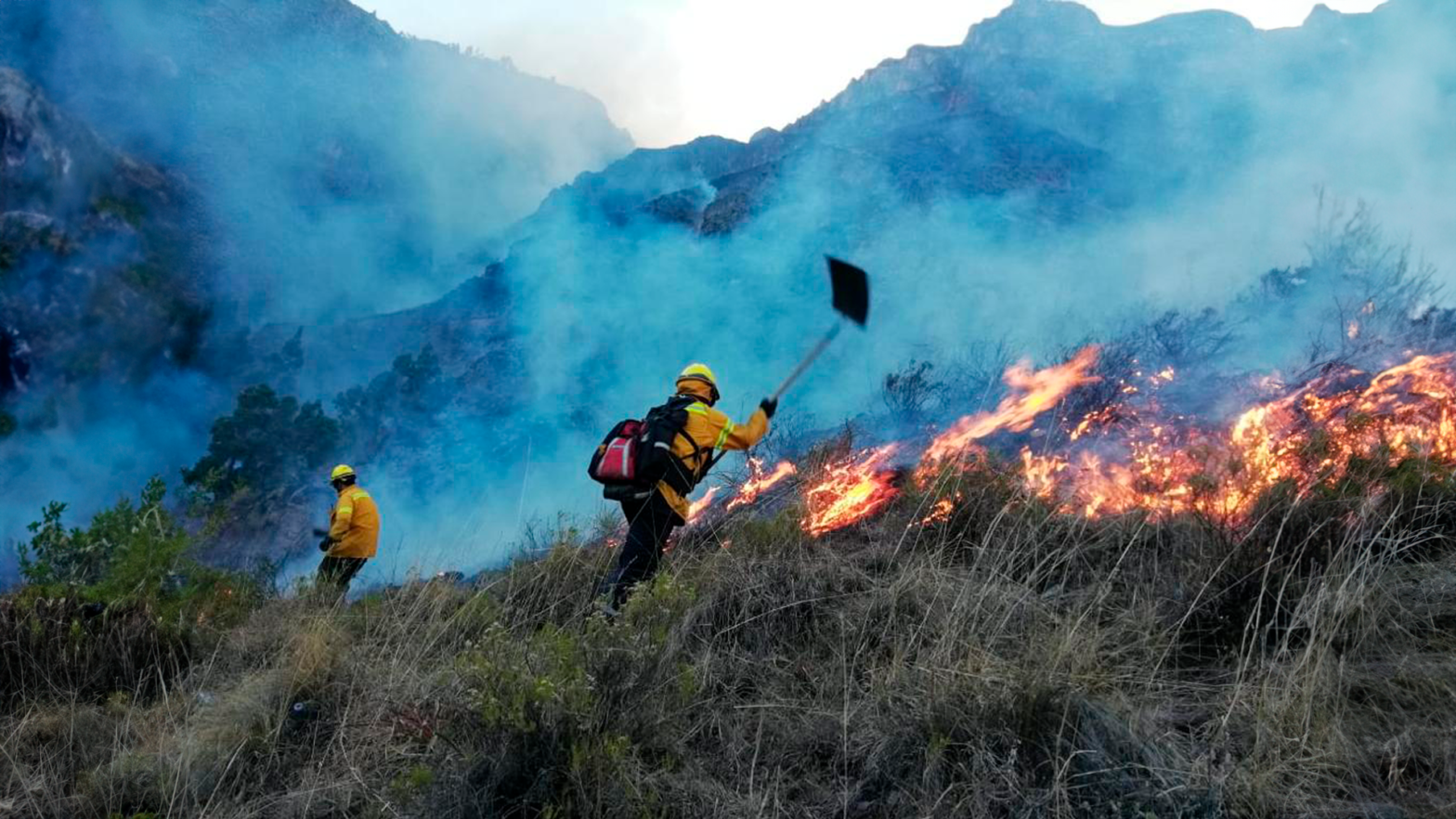 bosques en Sudamérica - jorge zegarra reategui denuncia