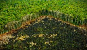 Deforestación tropical