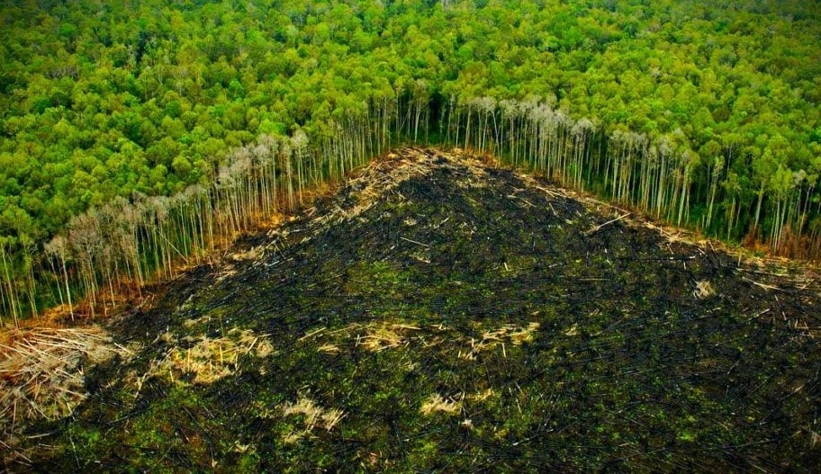 Deforestación tropical