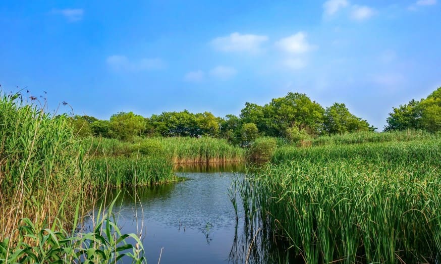 conservación de los humedales